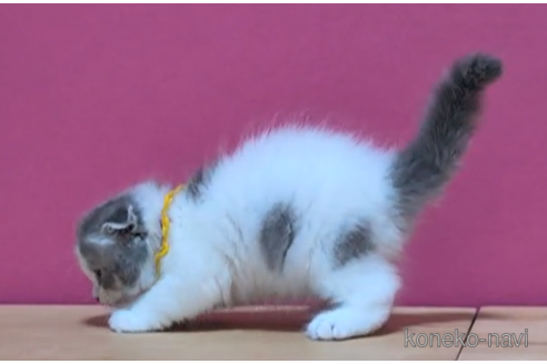 成約済の東京都のスコティッシュフォールド(折れ耳)-105725の4枚目